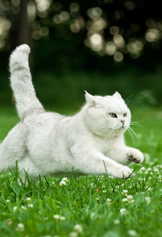 Cat leaping in a field of grass